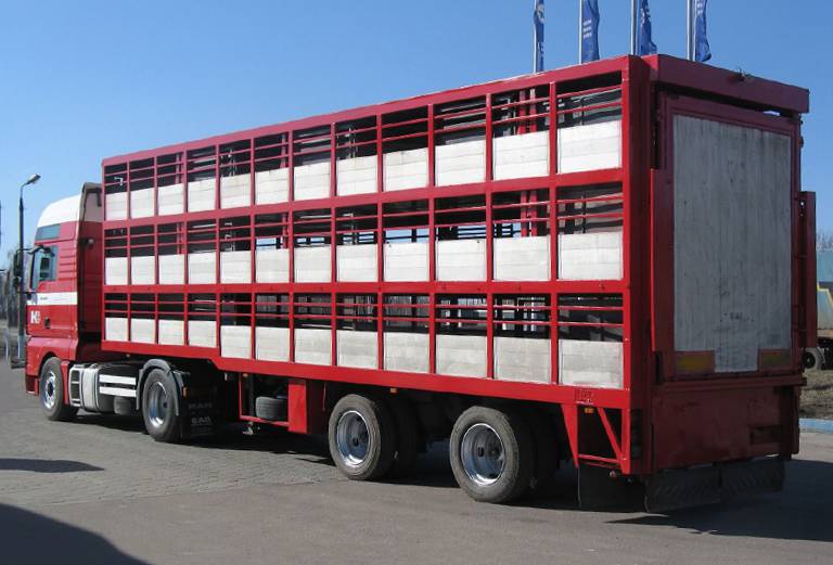 Транспортировка быка дешево из Туймаз в Зуевку